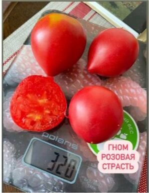 " Гном РОЗОВАЯ СТРАСТЬ         / Dwarf Pink Passion /"