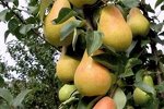 Груша колоновидная Декора