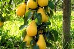 Груша колоновидная Сапфира