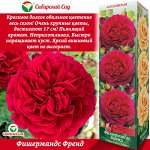 Роза Фишермандс Френд (Английская) 1шт (Сиб сад)