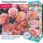 Роза Питер Паульс Рубенс (Флорибунда) 1шт (Сиб сад)