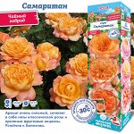 Роза Самаритан (Чайно-гибридная) 1шт (Сиб сад)