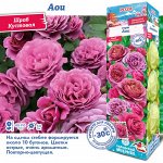 Роза Аои (Японская/Флорибунда) 1шт (Сиб сад)