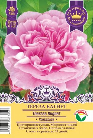 Роза Тереза Багнет (Канадская/Парковая) 1шт (Сиб сад)