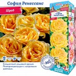 Роза София Ренессанс (Шраб) 2 разбор 1шт (Сиб сад)