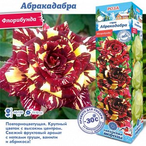 Роза Абракадабра (Чайно-гибридная) 2 разбор 1шт (Сиб сад)