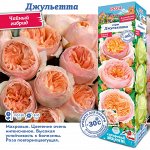 Роза Джульет (Английская) 1шт (Сиб сад)