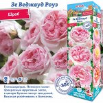 Роза Зе Веджвуд Роуз (Английская) 1шт (Сиб сад)