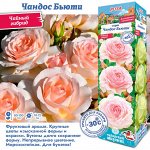 Роза Чандос Бьюти (Чайно-гибридная) 1шт (Сиб сад)