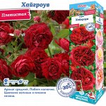 Роза Хайгроув (Плетистая) 1шт (Сиб сад)