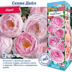 Роза Септе Дайл (Английская) 1шт (Сиб сад)