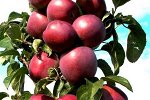 Яблоня колоновидная Созвездие