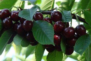 Дюк Ночка Высота дерева не превышает 3 м, что довольно удобно для ухода и сбора урожая и не требует усилий по сдерживанию роста. Скороплодна, приносит первые плоды уже на третий год после посадки. Цве