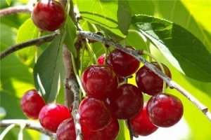 Вишня Апухтинская