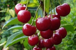 Вишня Любская