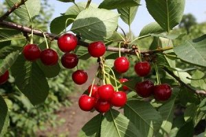 Вишня Молодежная