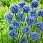 ALLIUM CAERULEUM