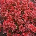 Хвойные, декорат, корни, луковицы от Colorline. Свободный склад