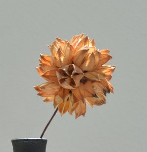 Цветок натуральный сухой