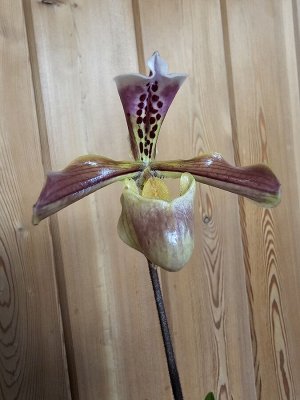 Орхидея пафиопедилум Paph Gratrixianum
