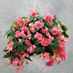 Бегония Pendula  PINK