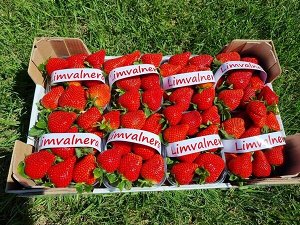 Клубника Limvalnera