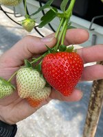 Florice РЕМОНТАНТНАЯ