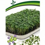 Микрозелень от Агрофирмы Партнёр