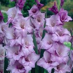 Гладиолус  BLUE TROPIC