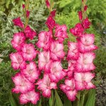 Гладиолус  FAIRYTALE PINK