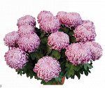 Хризантема крупноцветковая Адес №45 Р8