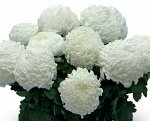 Хризантема крупноцветковая Ангелис бланк №48
