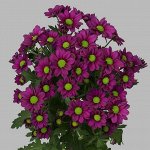 Хризантема корейская Пемба перпл № 37