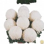 Хризантема крупноцветковая Валис №51