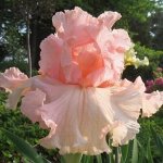 Beverly Sills
