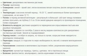 Драцена фрагранс Сюрприз разветвленная