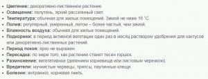 Сансевиерия Бонцелленсис