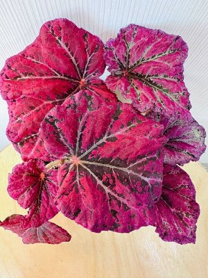 Бегония Venetian red
