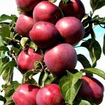 Яблоня колоновидная Червонец