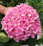 Гортензия крупнолистная Бель Седакшэн