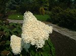Гортензия метельчатая Грандифлора