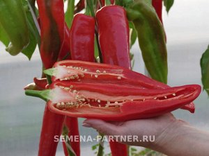 Перец сладкий Мажор F1