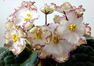 Фиалка Кремово - белые чашевидные цветы с тонкой малиновой каймой напылением и золотисто – бронзовой бахромкой. Расцветают цветы колокольчатой формы, за 3 недели цветы раскрываются, но остаются подогн