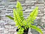 Папоротник Nephrolepis exaltata cv Blonde (Rita’s Gold)