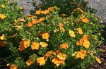Лапчатка кустарниковая Белла Соль