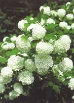 Калина обыкновенная Розеум