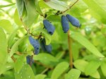 Жимолость камчатская Айсбар