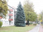 Ель колючая Глаука