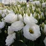 Кармен Айвори