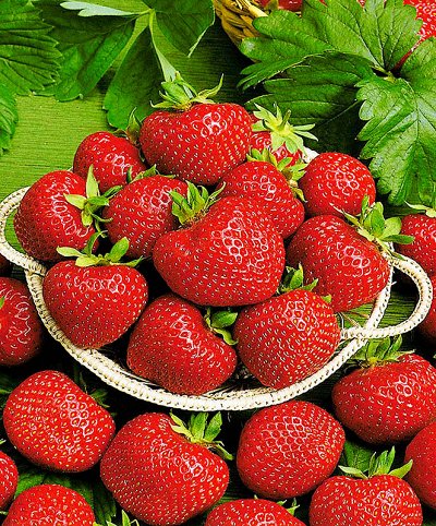 Плодово -ягодные и декоративные саженцы — Клубника, Выращена из рассады фриго